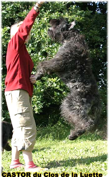 Elevage du CLOS DE LA LUETTE - COPYRIGHT DEPOSE